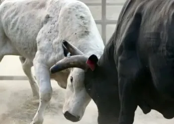 Mauguio : ouverture de la Temporada, un week-end de folie camarguaise