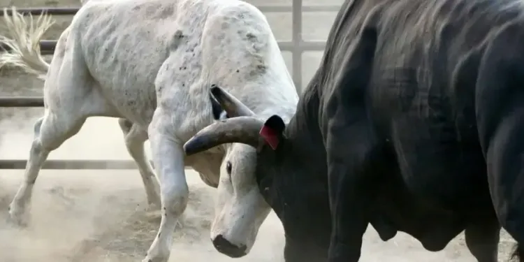Mauguio : ouverture de la Temporada, un week-end de folie camarguaise