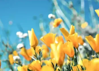 Montpellier : retrouve tes plantes préférées à la Grande vente