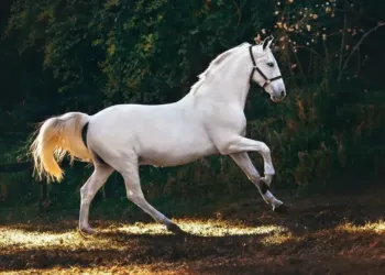 La crème des artistes équestres au salon Cheval Grand Sud à Lunel