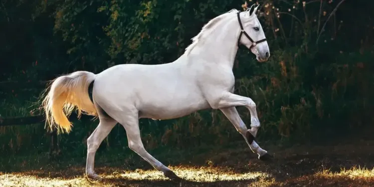 La crème des artistes équestres au salon Cheval Grand Sud à Lunel