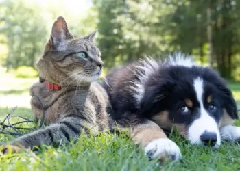Montpellier célèbre la cause animale avec la 3e édition de « Cœur animal »
