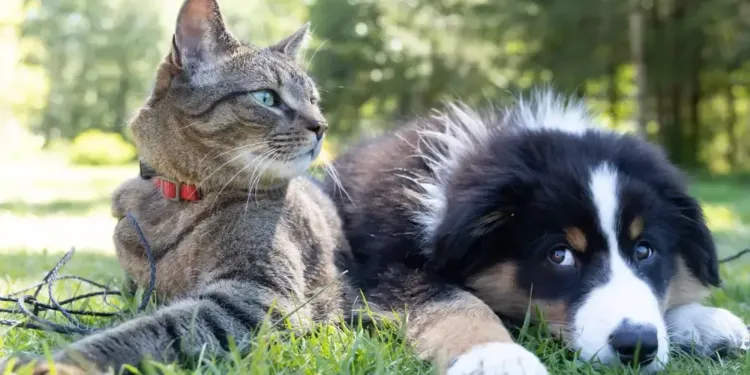 Montpellier célèbre la cause animale avec la 3e édition de « Cœur animal »