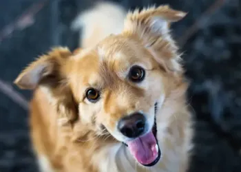 Montpellier parmi les villes les plus dog friendly de France