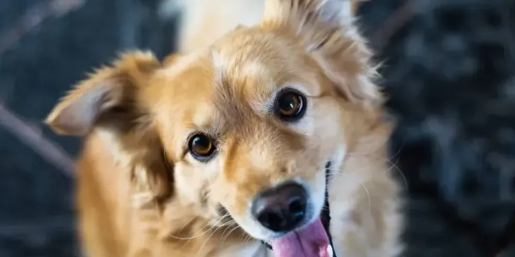 Montpellier parmi les villes les plus dog friendly de France