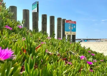 Montpellier : une superbe semaine de soleil