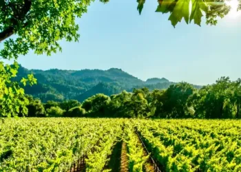 Explorez les terroirs de l'AOC Languedoc lors de deux balades viticoles