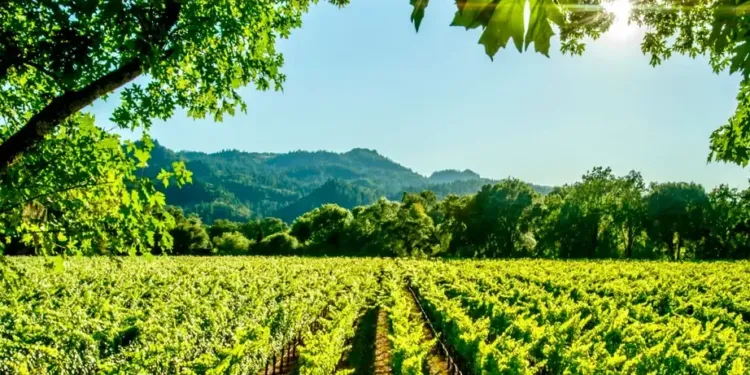 Explorez les terroirs de l'AOC Languedoc lors de deux balades viticoles