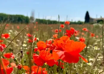 Montpellier : retour du soleil mercredi avec 27°