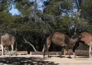 Une foule d’animations au parc de Lunaret pour fêter la nature