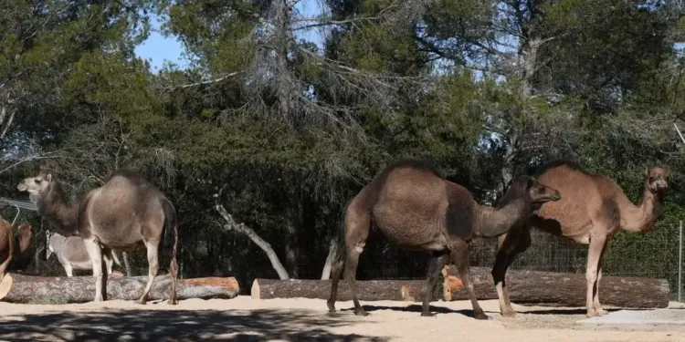 Une foule d’animations au parc de Lunaret pour fêter la nature