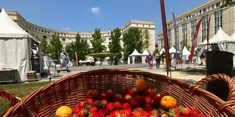 Montpellier : un grand marché gourmand quartier Antigone