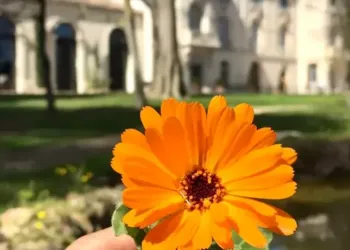 Redécouvrez les joies de l’été avec la BBQ Party du Domaine de Biar