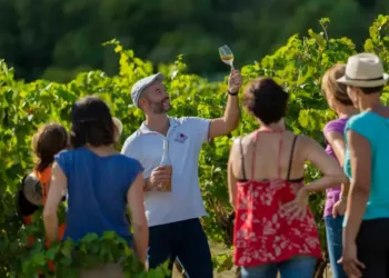 Grand Pic Saint-Loup : des balades vins tout l’été