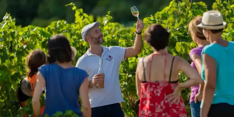 Grand Pic Saint-Loup : des balades vins tout l’été