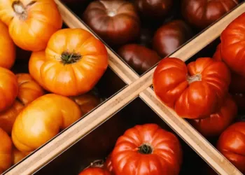 La tomate, star de l’été, en fête à Clapiers