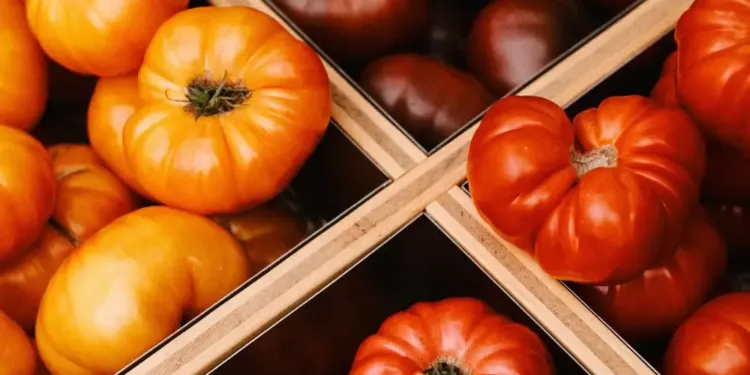 La tomate, star de l’été, en fête à Clapiers