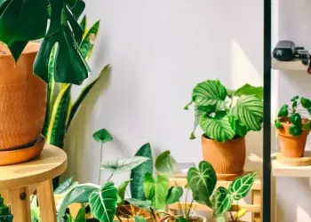 Montpellier : grande vente de plantes à partir de 2€