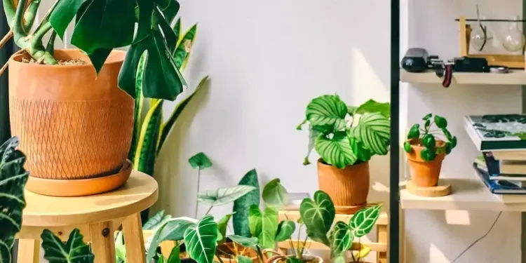 Montpellier : grande vente de plantes à partir de 2€
