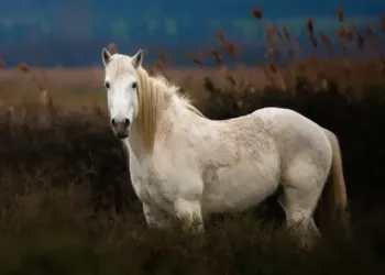 Manade Vin Et Camargue La Formule Cressoise Des Journees Du Patrimoine