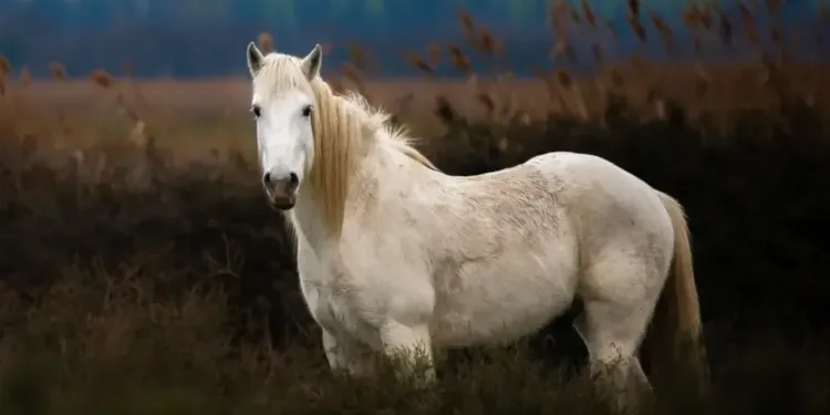 Manade Vin Et Camargue La Formule Cressoise Des Journees Du Patrimoine