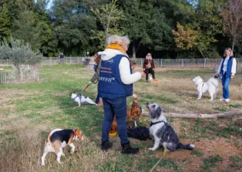 Des Cours Deducation Canine Gratuits A Montpellier