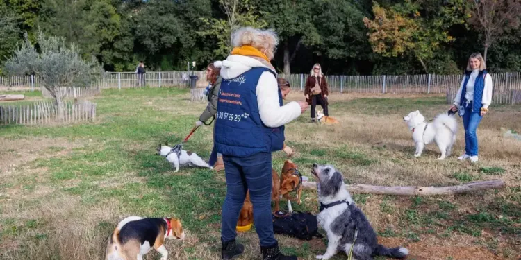 Des Cours Deducation Canine Gratuits A Montpellier
