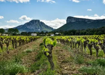 Œnotourisme : 4 jours pour passer un fascinant week-end au Pic Saint-Loup