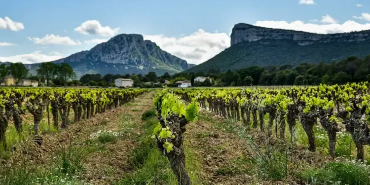 Œnotourisme : 4 jours pour passer un fascinant week-end au Pic Saint-Loup