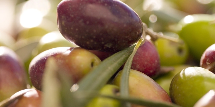 Le Domaine de l’Oulivie transforme tes olives en huile