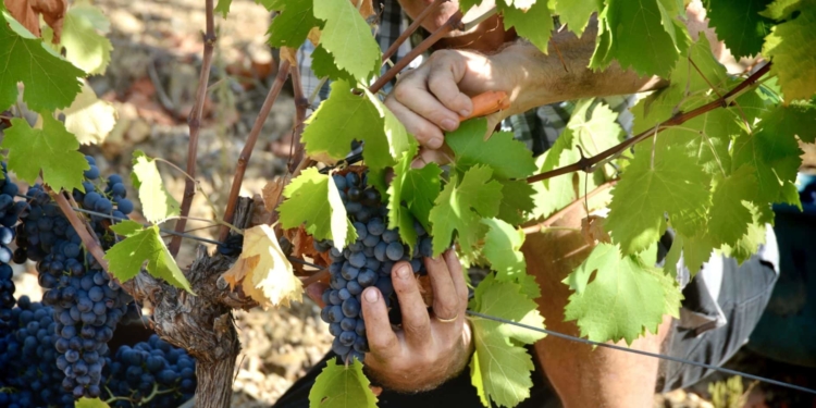 Lancez-vous dans une aventure viticole en vallée de l’Hérault 
