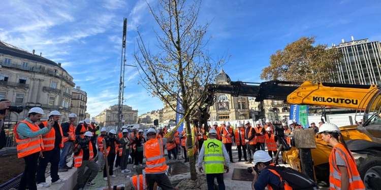 Des arbres arborent désormais la place de la Comédie à Montpellier