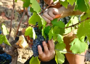 Lancez-vous dans une aventure viticole en vallée de l’Hérault 