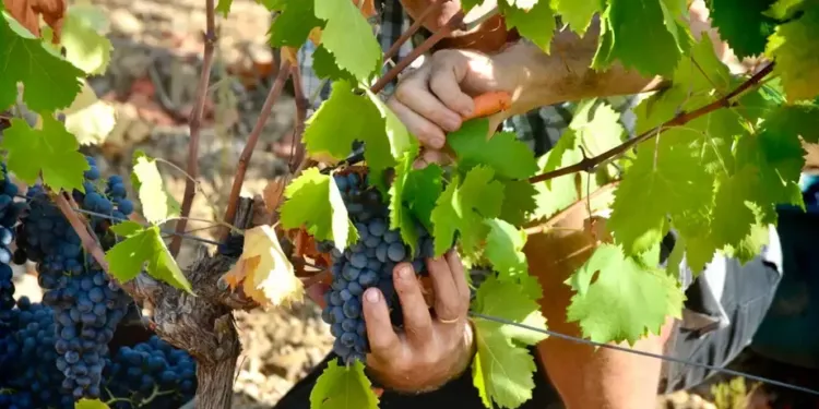 Lancez-vous dans une aventure viticole en vallée de l’Hérault
