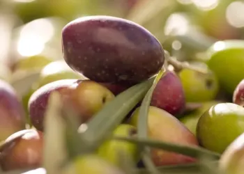 Le Domaine de l’Oulivie transforme tes olives en huile