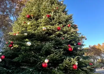 Montpellier : on installe le sapin de Noël !
