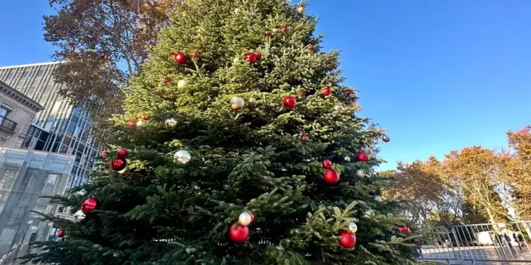 Montpellier : on installe le sapin de Noël !