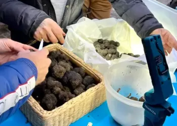 Grimpe à petit prix lors de la “Faîtes de l’escalade”
