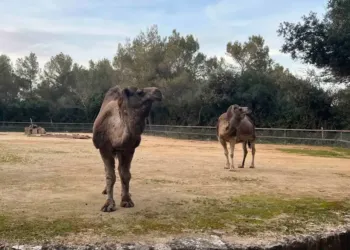 Et si vous passiez vos vacances au zoo de Montpellier !
