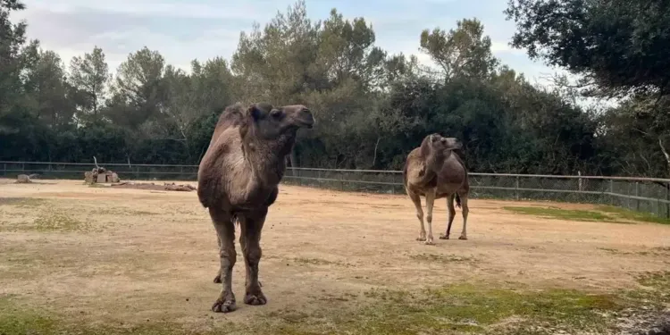 Et si vous passiez vos vacances au zoo de Montpellier !