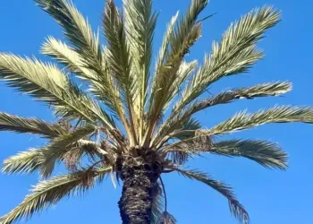 Grand soleil jusqu’à jeudi à Montpellier