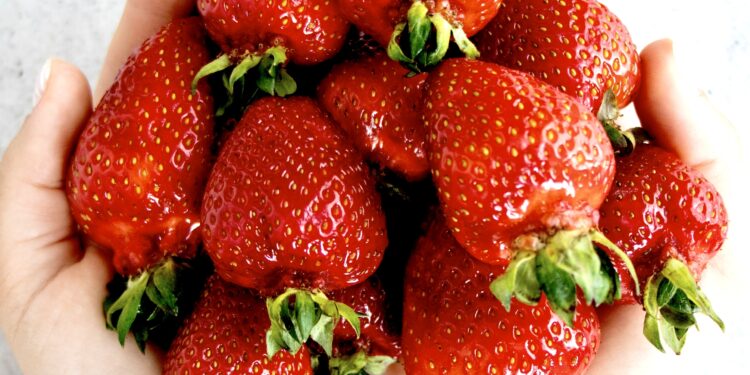 Grande vente de fraises à Mauguio !