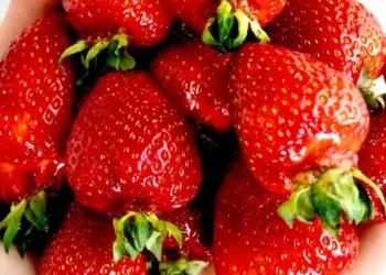 Grande vente de fraises à Mauguio !