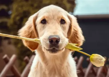 Près de Montpellier : Une journée où tu fais de ton chien une star