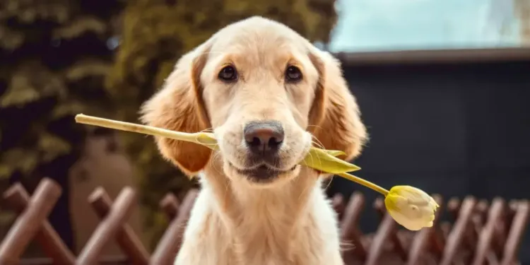 Près de Montpellier : Une journée où tu fais de ton chien une star