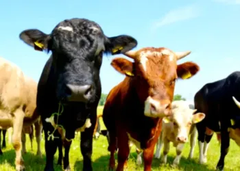 Pars à l'aventure avec l’expérience De Ferme en Ferme dans l’Hérault