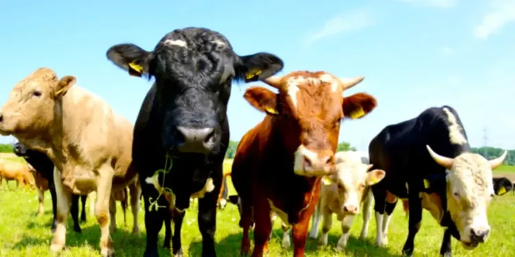 Pars à l'aventure avec l’expérience De Ferme en Ferme dans l’Hérault