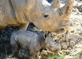Carnet rose: un  petit rhinocéros blanc est né au zoo de Montpellier