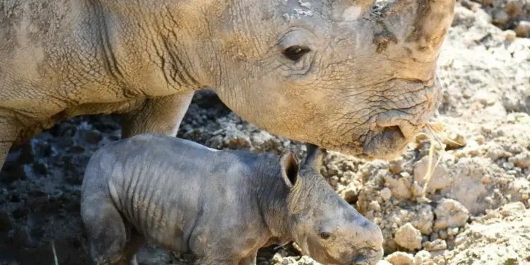Carnet rose: un  petit rhinocéros blanc est né au zoo de Montpellier