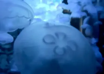 Montpellier : à la découverte du monde marin et du cosmos avec Planet Ocean